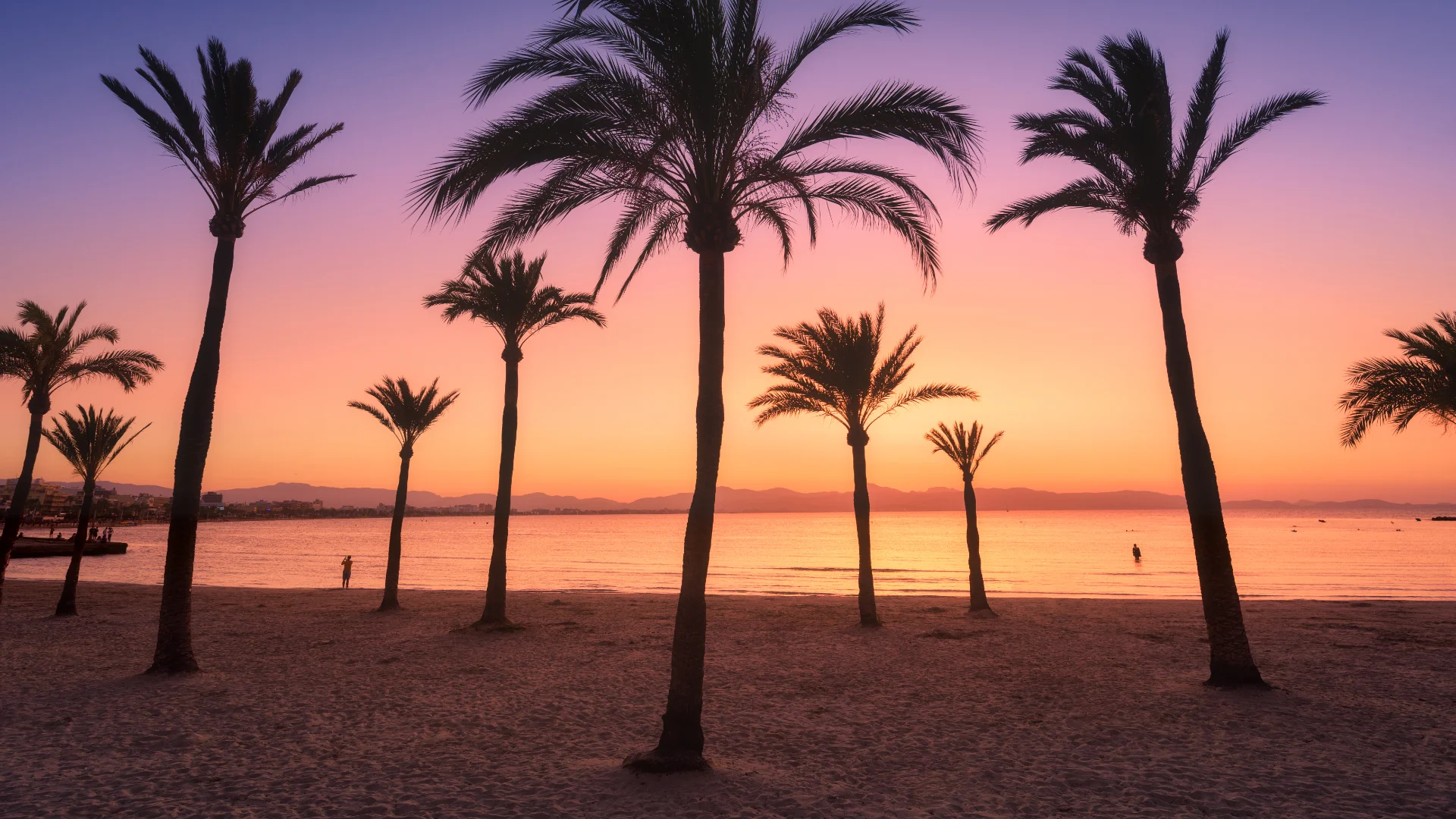 Palm trees on a beach